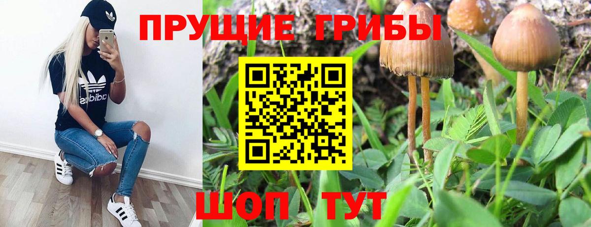 Псилоцибиновые грибы мицелий Кисловодск